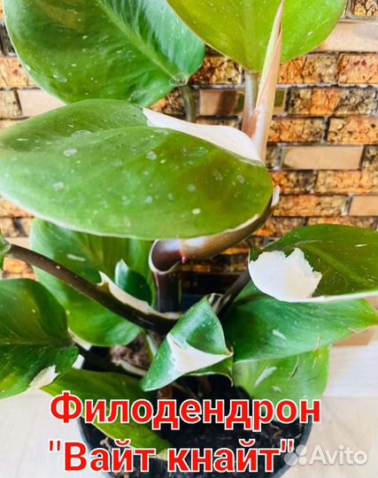 Монстера Альба, филодендроны, сингониумы сортовые
