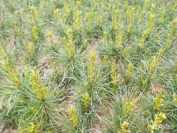 Саженцы кедра сибирского