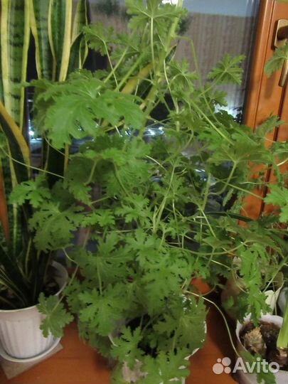 Цветы для дома