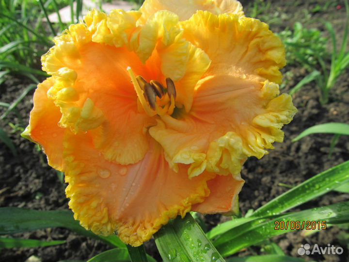 Многолетки для сада