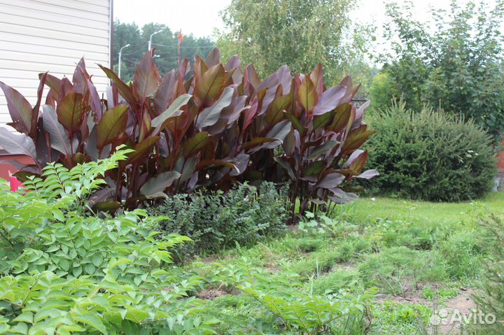 Канны Красные