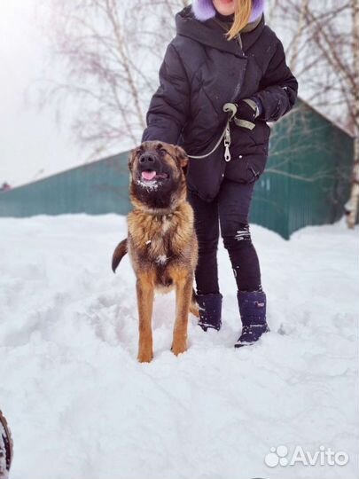 Собака Дружок ищет дом