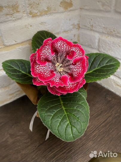 Глоксиния махровая ен Круэлла