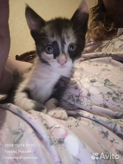 Кошка