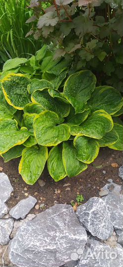 Многолетники, много разных растений