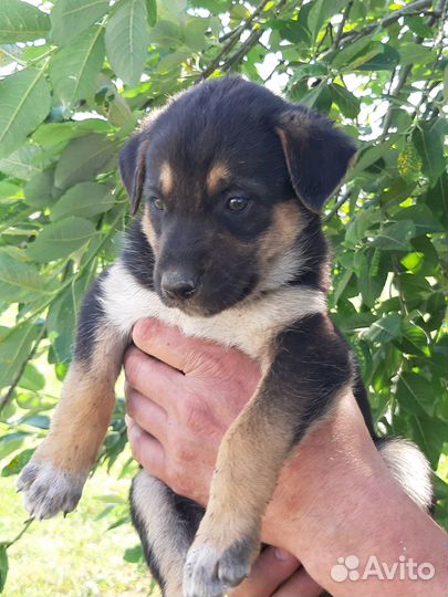 Щенята ищут хозяина (помесь евр. овчарки)