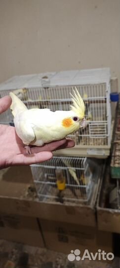 Попугай кореллы