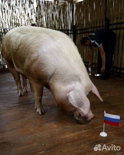 Хряк Ландрас. Курицы