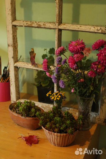 Суккуленты