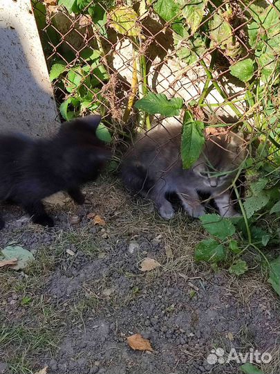 Котята в добрые руки бесплатно