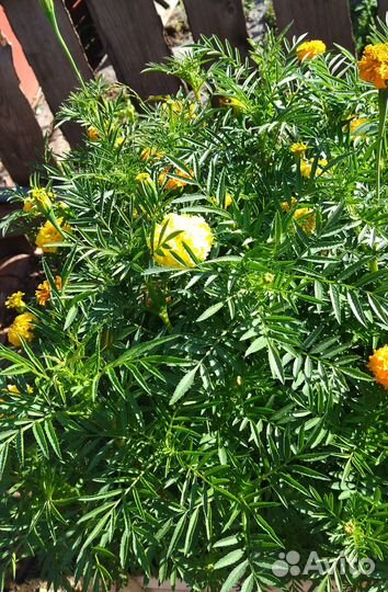 Рассада цветов бархатцы