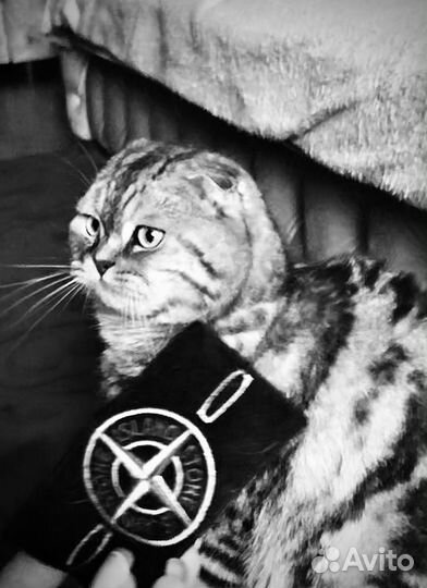 Кошка в дар