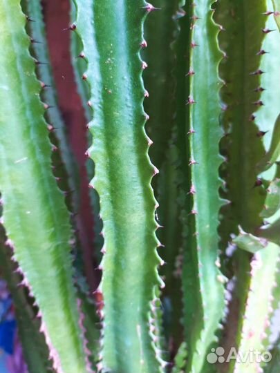 Кактус. Молочай трехгранный или эуфорбия тригона