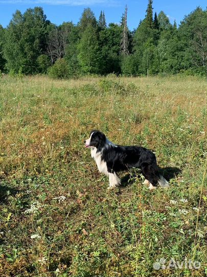 Бордер колли вязка