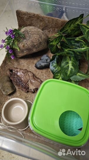 Эублефар с набором