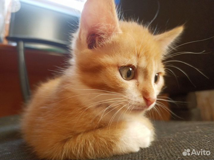 Рыжий котик