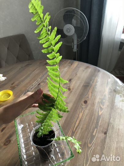 Папоротник