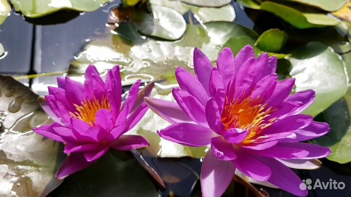 Сортовые зимующие нифеи для пруда