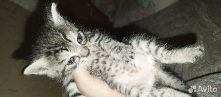 Кошка в дар бесплатно