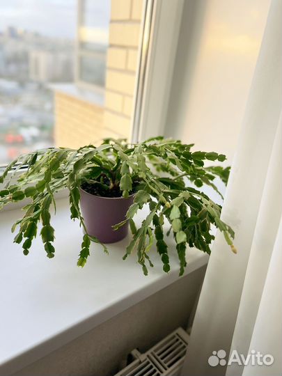 Декабрист бело-розовый