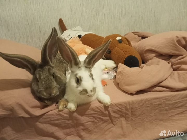 Передержка животных, догситтер