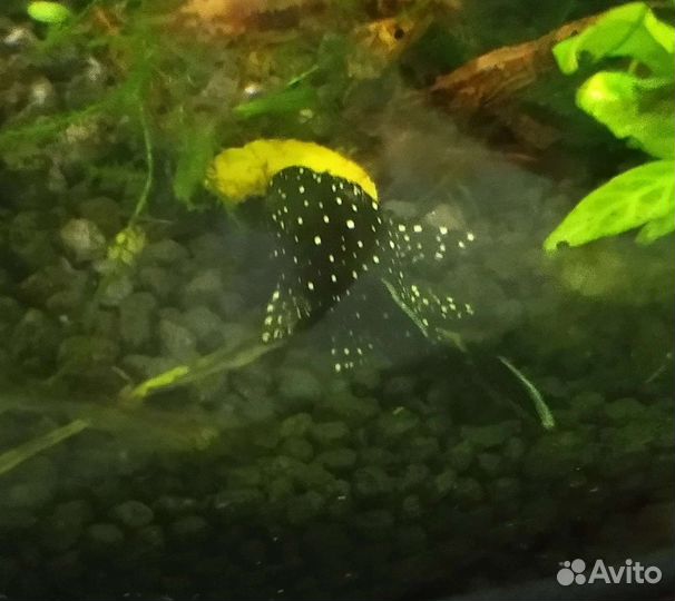 Аквариумные рыбки