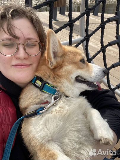 Услуги кинолога