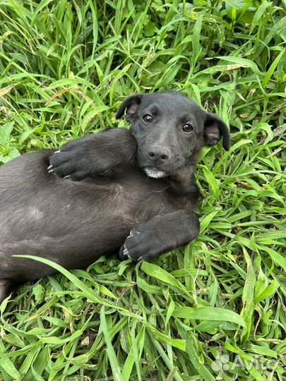 Собаки бесплатно