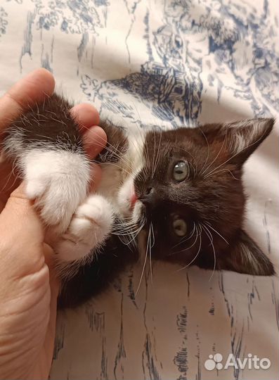 Котенок девочка в добрые руки