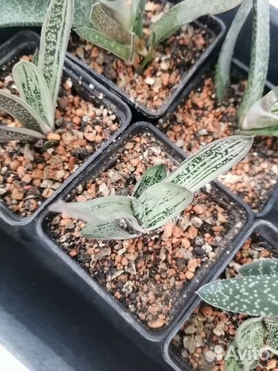 Суккуленты