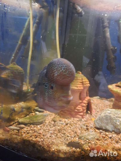 Флауэр хорн. Аквариум