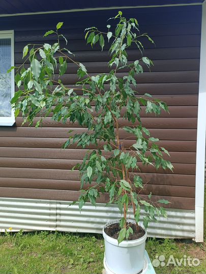 Комнатные растения цветы