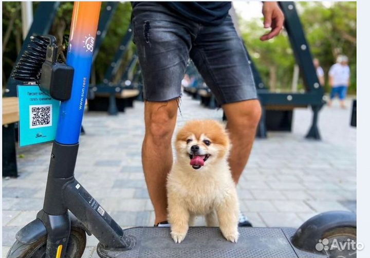 Электросамокаты Ninebot для кикшеринга