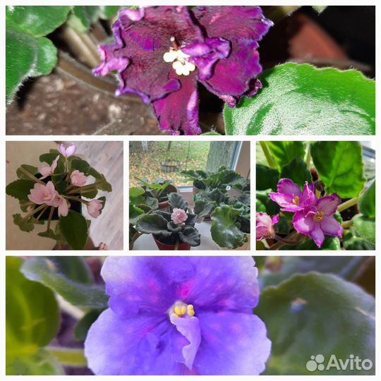 Комнатные растения