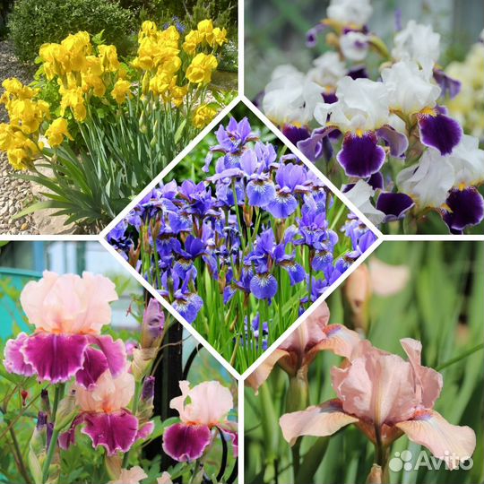 Ирисы (саженцы)