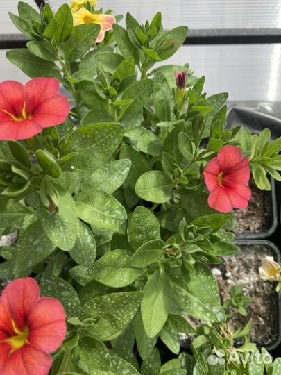 Калибрахоа, вербена, остеоспермум вегетативные