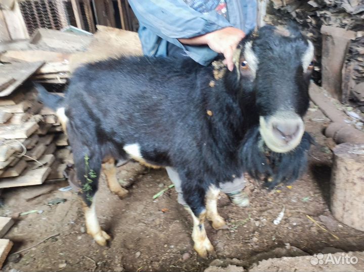 Козел ламанча