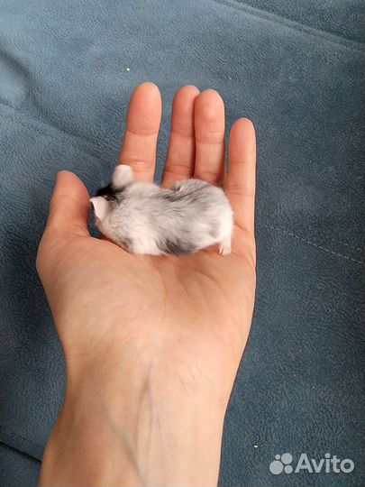 Джунгарские хомяки