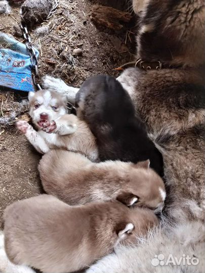 Сибирский хаски