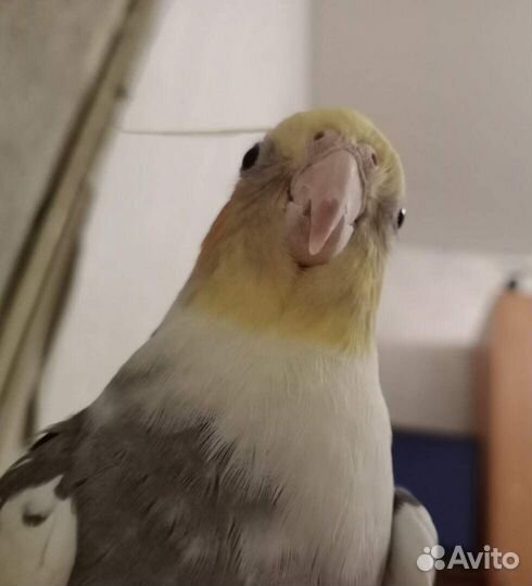 Корелла и какарик