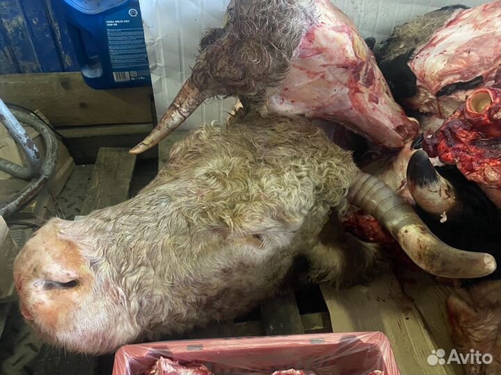 Головы говяжьи охлажденка без кожи / Беларусь