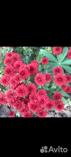 Хризантема белая,корни