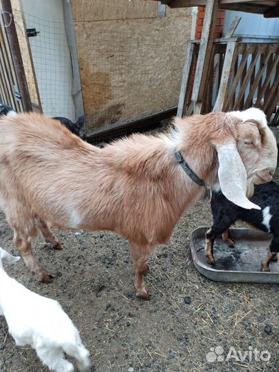 Англо нубийский козел