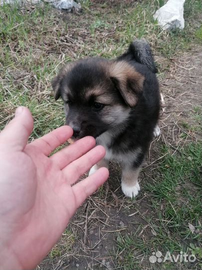 Щенок в добрые руки