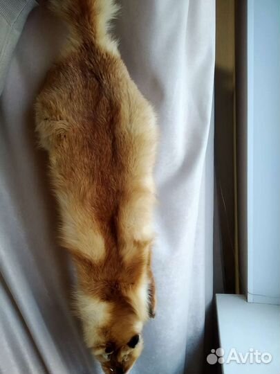 Шкура рыжей лисы