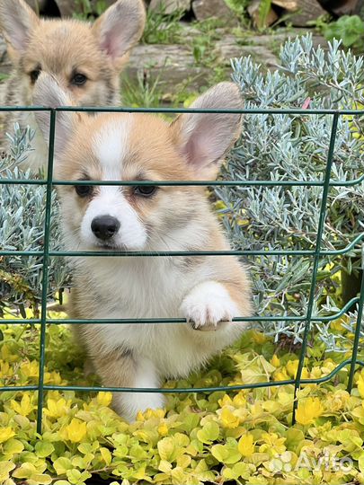 Вельш-корги пемброк