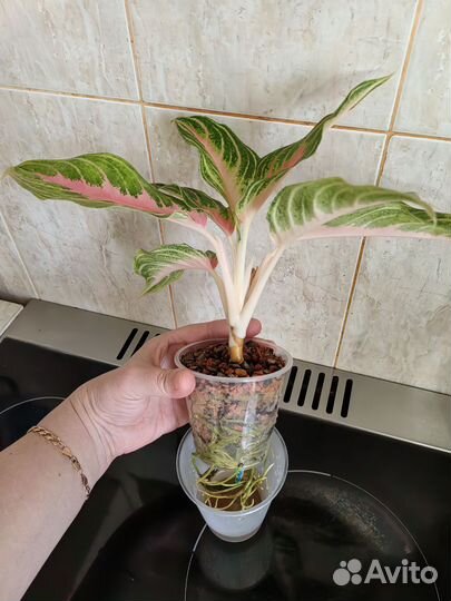 Аглаонема Панама Пинк