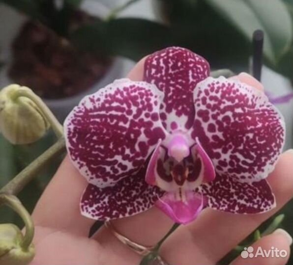 Орхидея фаленопсис Кадис