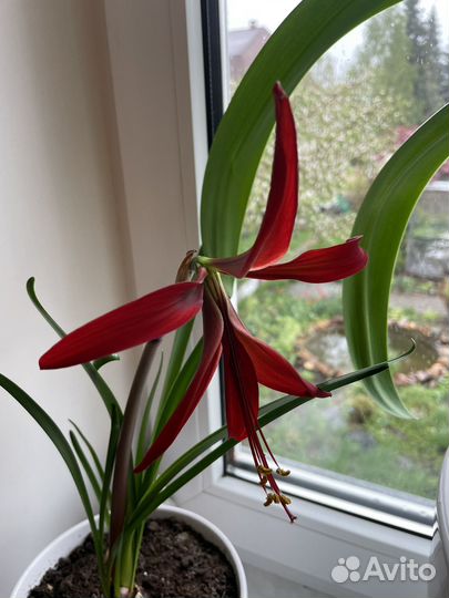 Шпрекелия спрекелия луковичные