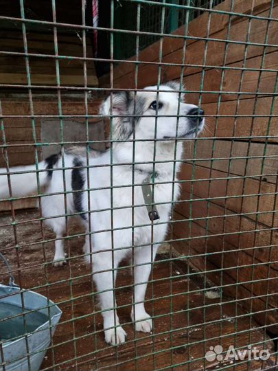 Крупный, красивый, умный пёс угасает в приюте